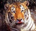 Tora