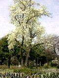 Hakumokuren