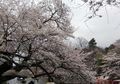 Inokashira4