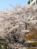 Sakura1