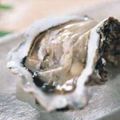 Oyster