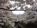 Zenpukuji1