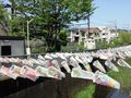 Koinobori1