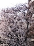 Sakura
