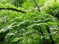 Midori