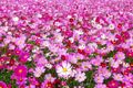 ｃｏｓｍｏｓ