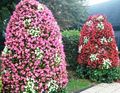 Flower11