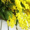 Mimoza