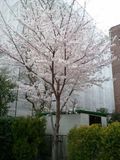 Sakura3