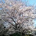 Sakura9