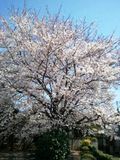 Sakura9