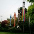 koinobori.jpg