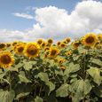 Sunflower1