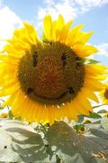 Sunflower2