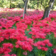 Higanbana