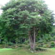 Inubuna