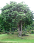 Inubuna