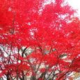 Momiji1
