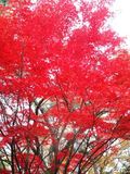Momiji1