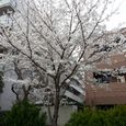 Citysakura