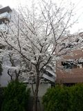 Citysakura Citysakura