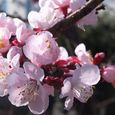 Apricot1
