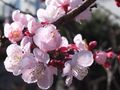 Apricot1 Apricot1