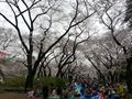 Inokashira2