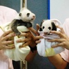 Pandababy