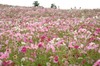 Cosmos_3